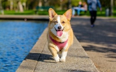 Satire: One of Few Breweries with Dog-friendly Outside Patio in Denver