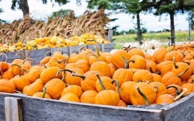 Halloween in Thornton 2020