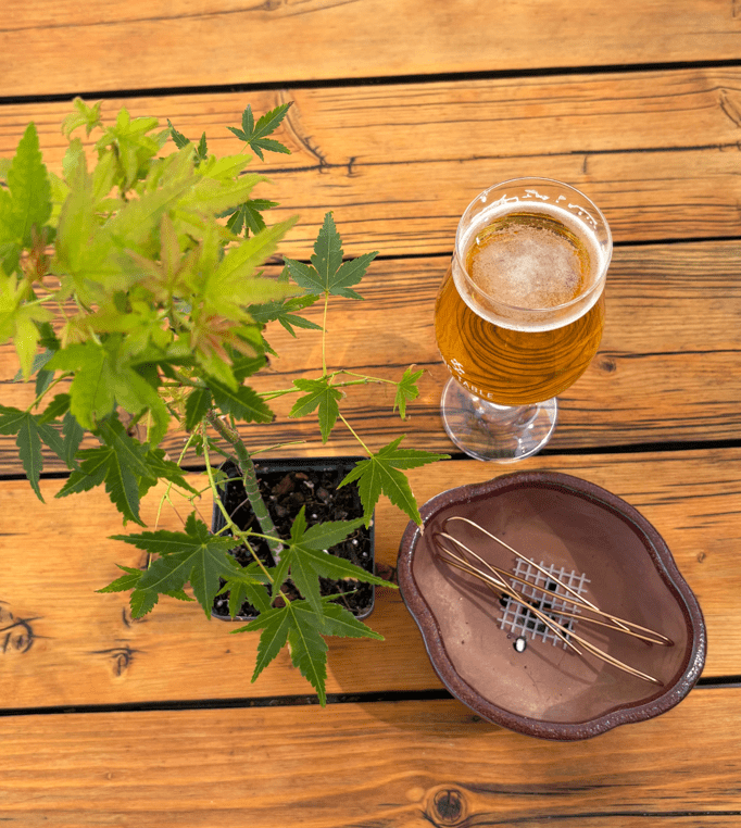 Satire Brewing Company special event. Bonsi tree and beer fun class.